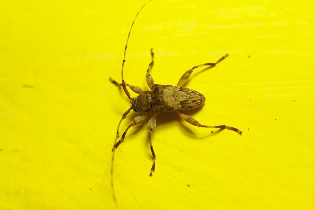 Nealcidion privatum
