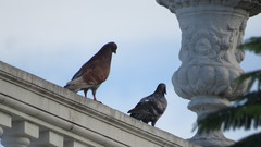 Columba livia