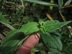 Alloispermum