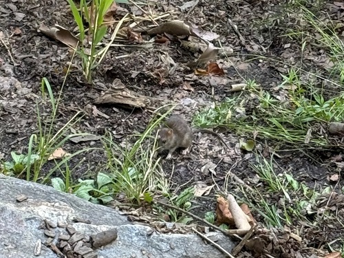Rat photographed near here on 2025-09-08