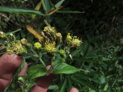 Alloispermum