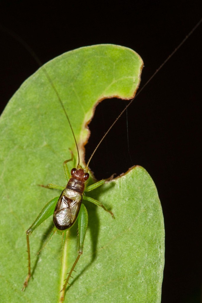 Anaxipha caledonica