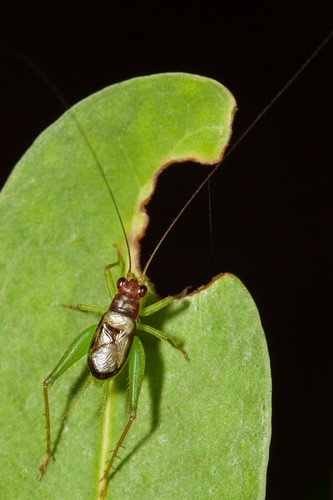 Anaxipha caledonica