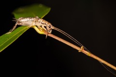 Calscirtus