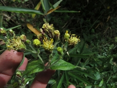 Alloispermum