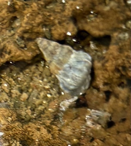 Echinolittorina pascua observed 2025-10-02