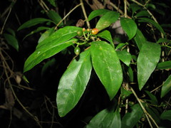 Eumachia microdon