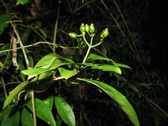 Eumachia microdon