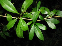 Eumachia microdon