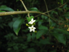Eumachia microdon