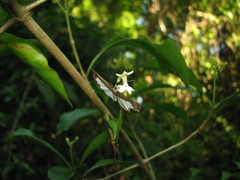 Eumachia microdon