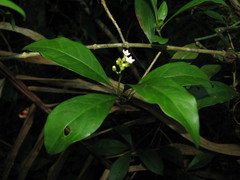 Eumachia microdon