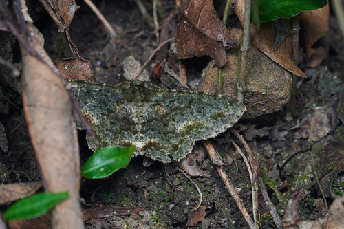 Calicha nooraria