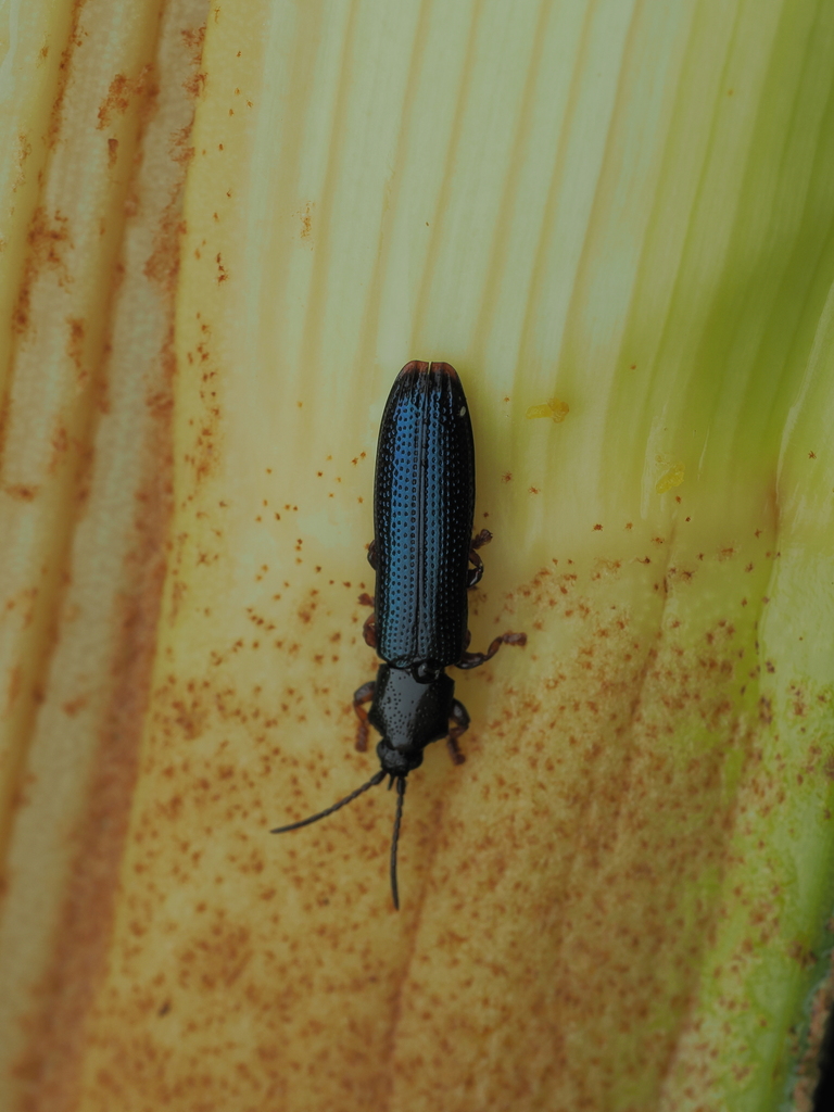 Brontispa palauensis