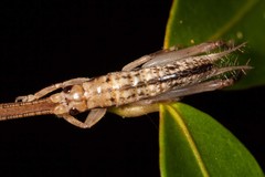 Calscirtus
