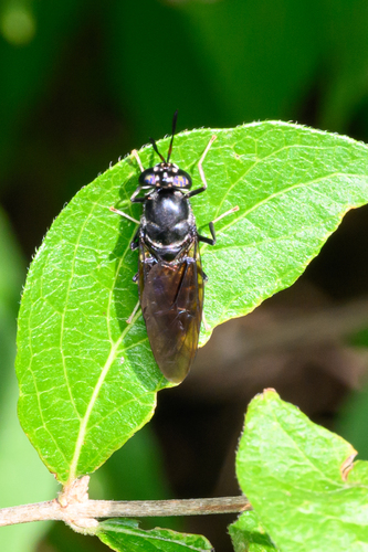 Unknown species found near Northern Woods, Columbus, OH, USA