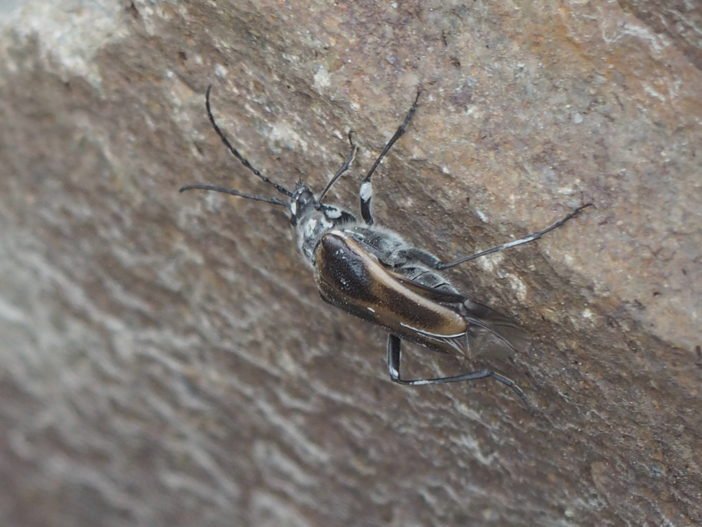 Pachyta lamed