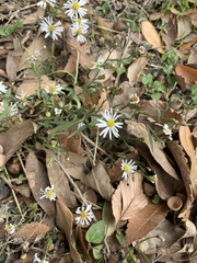 Symphyotrichum divaricatum
