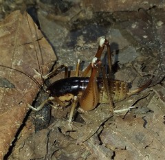 Apotetamenus amazonae