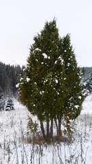 Juniperus communis communis