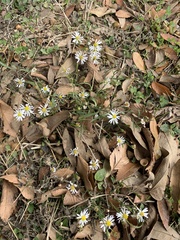 Symphyotrichum divaricatum