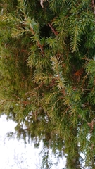 Juniperus communis communis