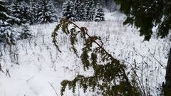 Juniperus communis communis