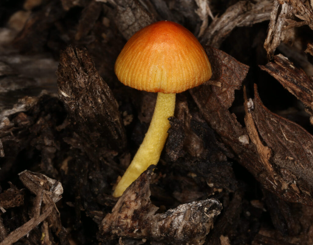 Bolbitius sp. 'JC5343'