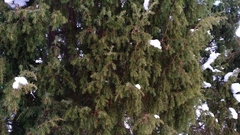 Juniperus communis communis