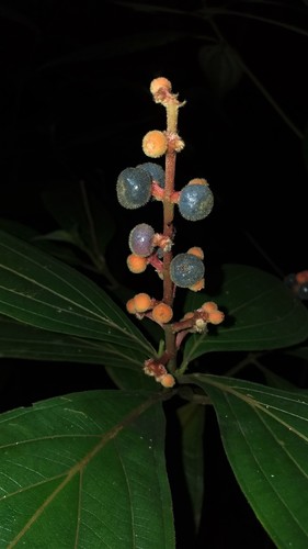 Miconia nervosa (Sm.) Triana