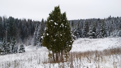 Juniperus communis communis