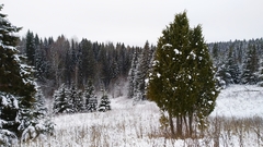 Juniperus communis communis