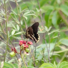 Battus polydamas streckerianus