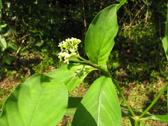 Palicourea pubescens
