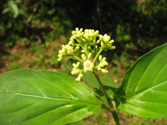 Palicourea pubescens