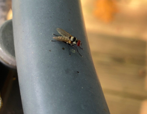Unknown species found near Ann Arbor
