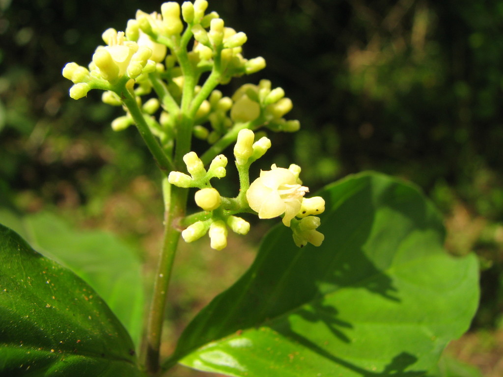 Hairy wild coffee