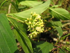 Palicourea pubescens