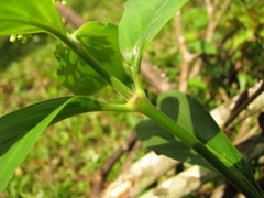 Palicourea pubescens