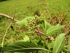 Palicourea pubescens