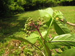 Palicourea pubescens