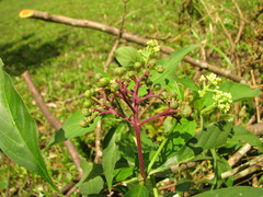 Palicourea pubescens