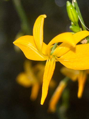 Reflexed craglily (Echeandia reflexa)