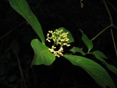 Palicourea pubescens