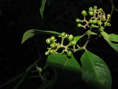 Palicourea pubescens