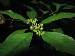 Palicourea pubescens