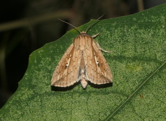 Mythimna decisissima