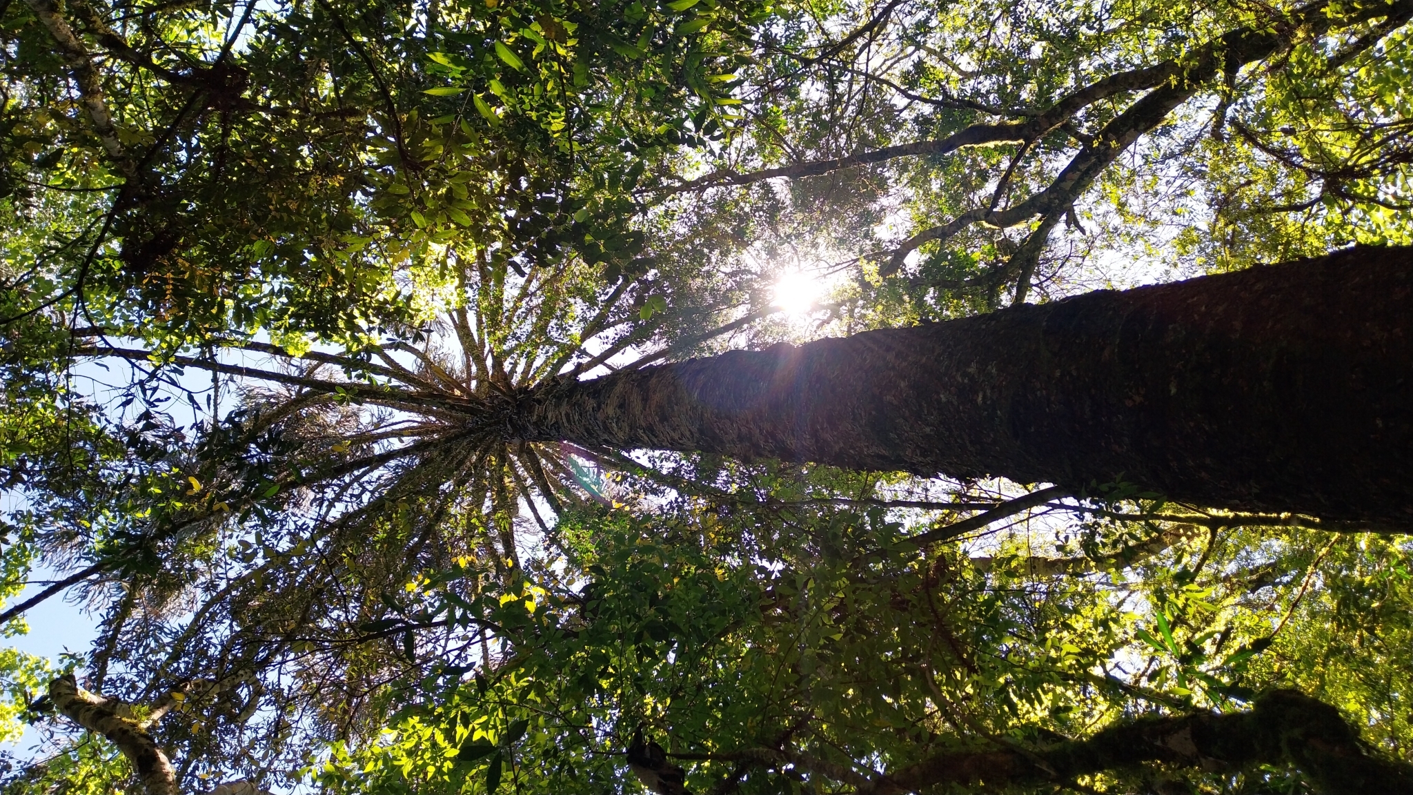 Araucaria angustifolia