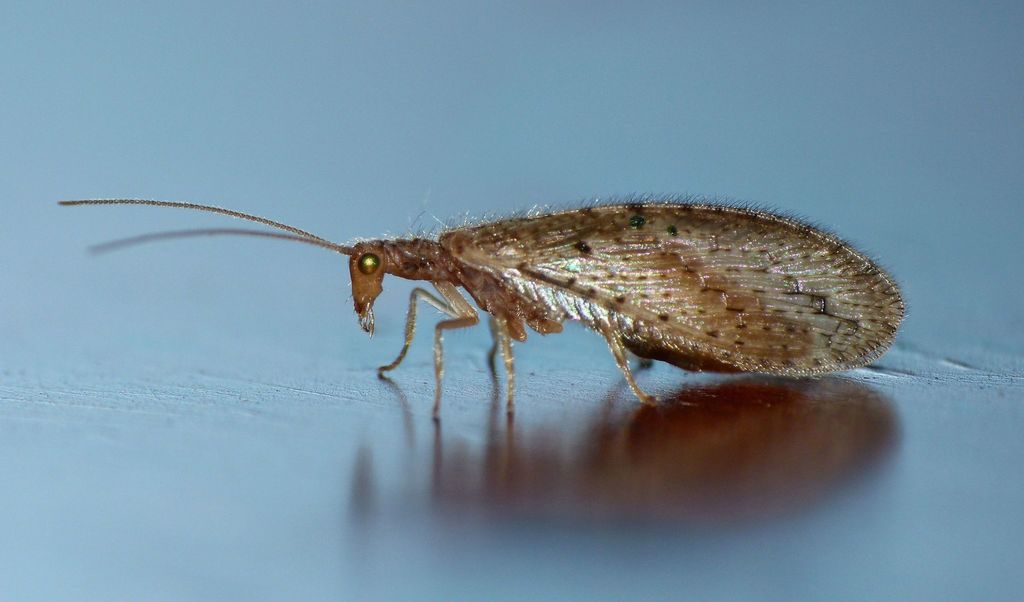 Tasmanian Brown Lacewing