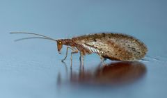 Tasmanian Brown Lacewing